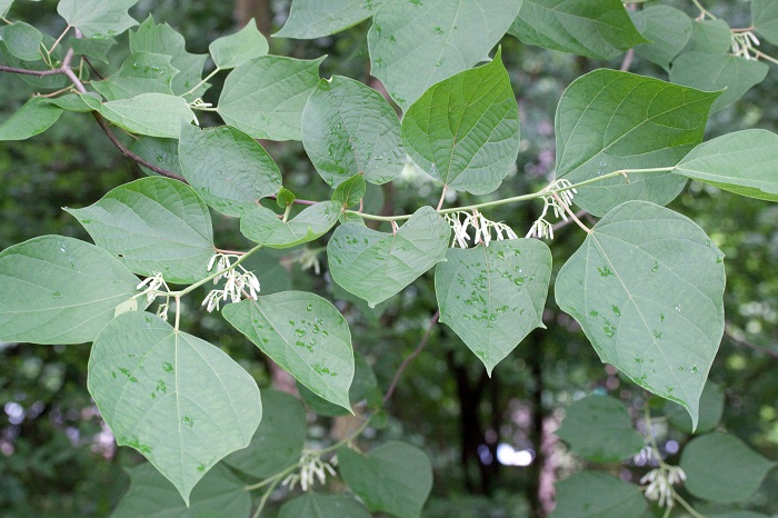 Alangium chinense